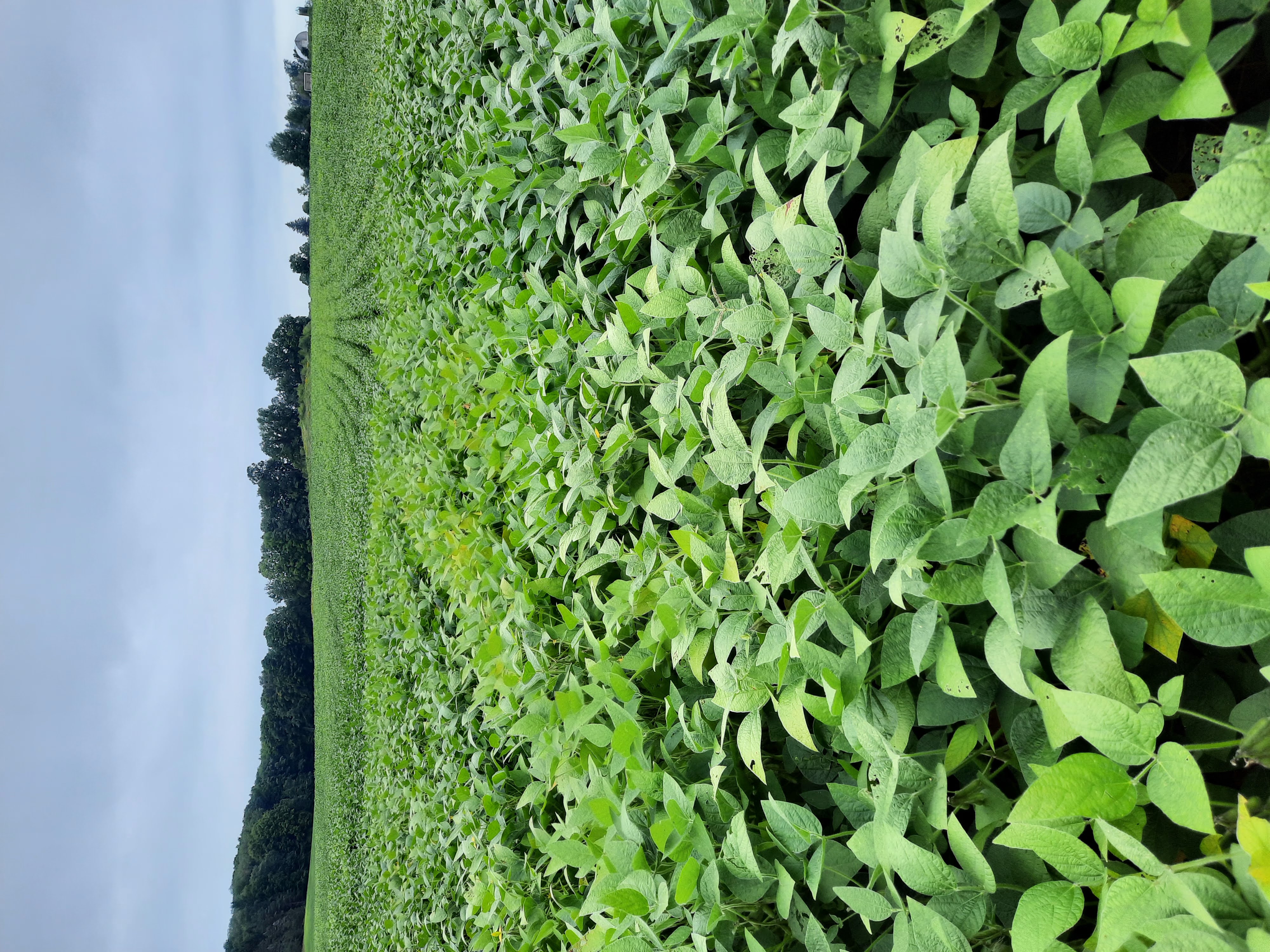 soybean field